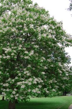 Southern Catalpa Tree - 3 Gallon Pot -Flora Bloom Shop catalpa bignonioides catawba tree 5