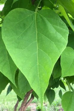 Southern Catalpa Tree - 3 Gallon Pot -Flora Bloom Shop catalpa bignonioides southern catawba tree 8