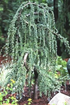Serpentine Weeping Blue Atlas Cedar - 5 Gallon Pot 11 Serpentine Weeping Blue Atlas Cedar - 5 Gallon Pot -Flora Bloom Shop ceadr blue atlas serpentine 1