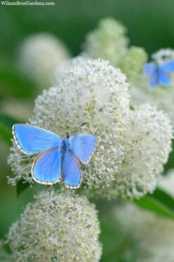 New Jersey Tea Plant (Ceanothus Americanus) - 1 Gallon Pot