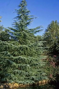 Deodar Cedar - 3 Gallon Pot -Flora Bloom Shop cedar deodar 23 1