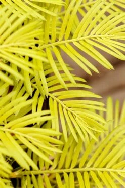 Golden Dragon Plum Yew (Cephalotaxus Harringtonia) - 3 Gallon Pot -Flora Bloom Shop cephalotaxus harringtonia golden dragon japanese yew 22