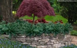 Creeping Japanese Plum Yew (Cephalotaxus Harringtonia 'Prostrata') - 2.5 Quart Pot -Flora Bloom Shop cephalotaxus harringtonia prostrata creeping japanese yew 33
