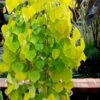 Golden Falls Weeping Redbud Tree - 3 Gallon Pot (4-5')