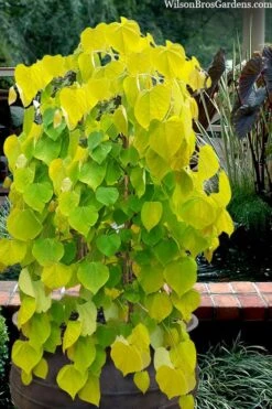 Golden Falls Weeping Redbud Tree - 3 Gallon Pot (4-5')