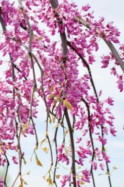 Golden Falls Weeping Redbud Tree - 3 Gallon Pot (4-5') -Flora Bloom Shop cercis canadensis golden falls weeping redbud 4 1