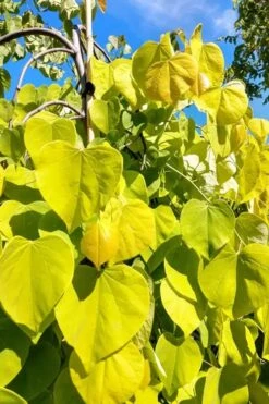 Golden Falls Weeping Redbud Tree - 3 Gallon Pot (2-3') -Flora Bloom Shop cercis canadensis golden falls weeping redbud 5