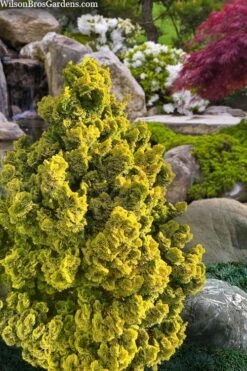 Golden Dwarf Hinoki Cypress - Chamaecyparis Obtusa 'Nana Lutea' - 2 Gallon Pot -Flora Bloom Shop chamaecyparis obtusa nana lutea 100