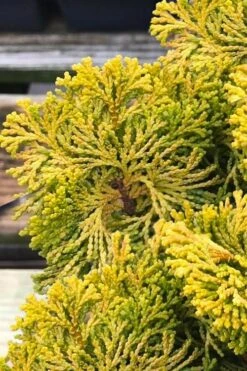 Golden Dwarf Hinoki Cypress - Chamaecyparis Obtusa 'Nana Lutea' - 2 Gallon Pot -Flora Bloom Shop chamaecyparis obtusa nana lutea 103