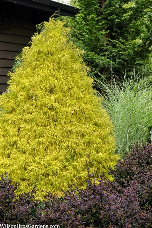 Gold Mop Threadleaf Cypress - 6 Pack Of 1 Gallon Pots 1 Gold Mop Threadleaf Cypress - 6 Pack Of 1 Gallon Pots