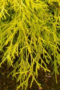 Gold Mop Threadleaf Cypress - 1 Gallon Pot -Flora Bloom Shop chamaecyparis pisifera gold mop cypress 102 2