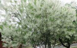 Grancy Graybeard - White Fringe Tree - 3 Gallon Pot 19 Grancy Graybeard - White Fringe Tree - 3 Gallon Pot -Flora Bloom Shop chionanthus virginicus grancy greybeard multi stem tree 4
