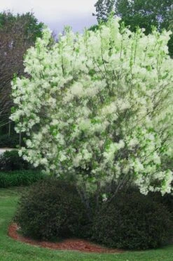 Grancy Graybeard - White Fringe Tree - 3 Gallon Pot 18 Grancy Graybeard - White Fringe Tree - 3 Gallon Pot -Flora Bloom Shop chionanthus virginicus grancy greybeard multi stem tree 5