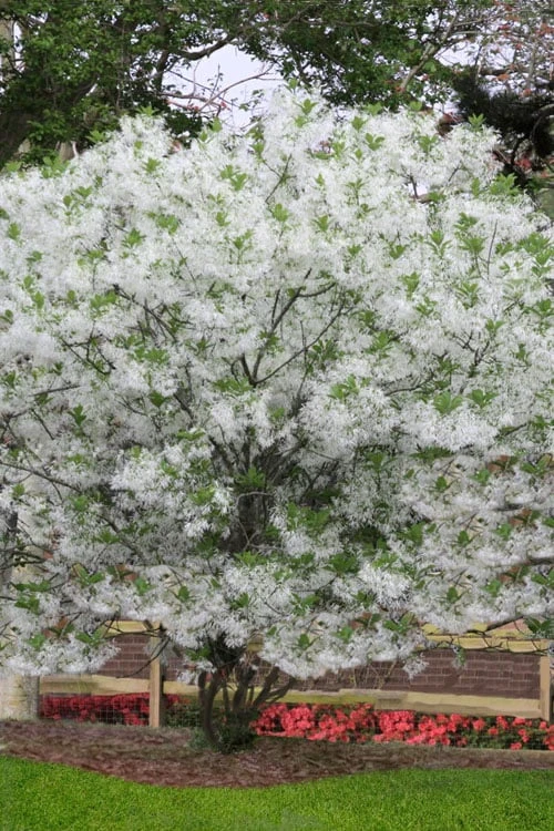 Grancy Graybeard - White Fringe Tree - 3 Gallon Pot 4 Grancy Graybeard - White Fringe Tree - 3 Gallon Pot - Image 4