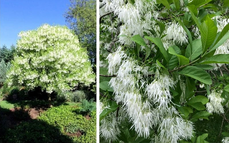 Grancy Graybeard - White Fringe Tree - 7 Gallon Pot (2-3') 5 Grancy Graybeard - White Fringe Tree - 7 Gallon Pot (2-3') - Image 5
