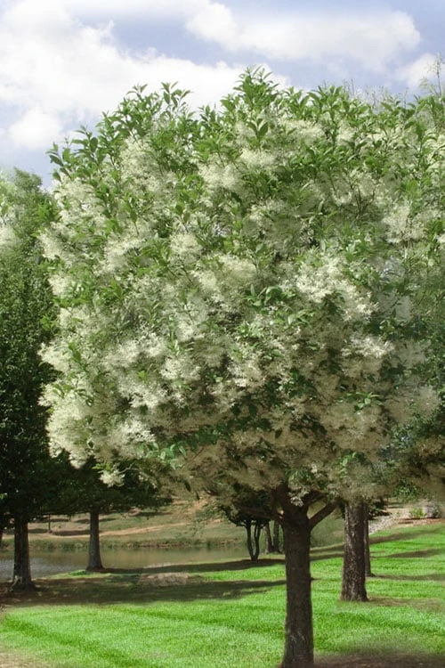 Grancy Graybeard - White Fringe Tree - 7 Gallon Pot (2-3') 4 Grancy Graybeard - White Fringe Tree - 7 Gallon Pot (2-3') - Image 4