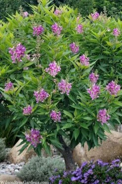 El Nino Desert Orchid (Chitalpa) - 3 Gallon Pot 11 El Nino Desert Orchid (Chitalpa) - 3 Gallon Pot -Flora Bloom Shop chitalpa el nino desert orchid 10