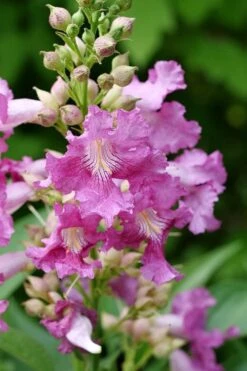 El Nino Desert Orchid (Chitalpa) - 3 Gallon Pot 12 El Nino Desert Orchid (Chitalpa) - 3 Gallon Pot -Flora Bloom Shop chitalpa el nino desert orchid 2