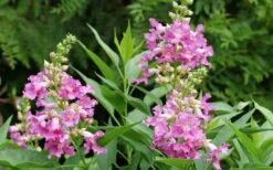 El Nino Desert Orchid (Chitalpa) - 3 Pack Of Quart Pots 15 El Nino Desert Orchid (Chitalpa) - 3 Pack Of Quart Pots -Flora Bloom Shop chitalpa el nino desert orchid 3 1