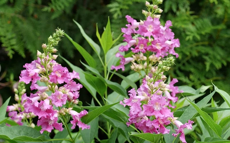 El Nino Desert Orchid (Chitalpa) - 3 Gallon Pot 8 El Nino Desert Orchid (Chitalpa) - 3 Gallon Pot - Image 8