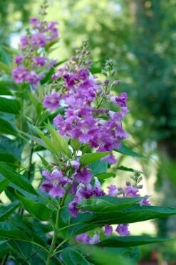 El Nino Desert Orchid (Chitalpa) - 3 Gallon Pot 14 El Nino Desert Orchid (Chitalpa) - 3 Gallon Pot -Flora Bloom Shop chitalpa el nino desert orchid 6