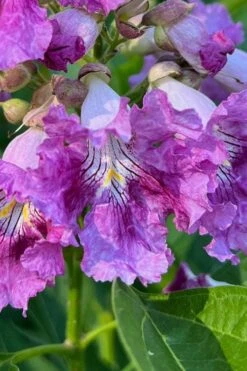 El Nino Desert Orchid (Chitalpa) - 3 Gallon Pot