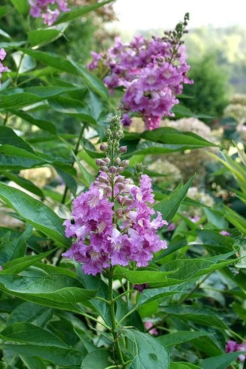 El Nino Desert Orchid (Chitalpa) - 3 Pack Of Quart Pots 6 El Nino Desert Orchid (Chitalpa) - 3 Pack Of Quart Pots - Image 6