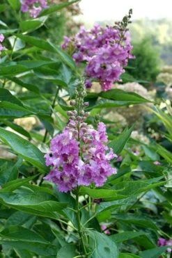 El Nino Desert Orchid (Chitalpa) - 3 Gallon Pot 13 El Nino Desert Orchid (Chitalpa) - 3 Gallon Pot -Flora Bloom Shop chitalpa el nino desert orchid 8