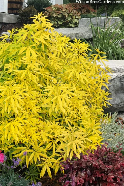 Goldfingers Mexican Orange Blossom (Choisya) - 1 Gallon Pot 1 Goldfingers Mexican Orange Blossom (Choisya) - 1 Gallon Pot