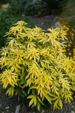 Goldfingers Mexican Orange Blossom (Choisya) - 1 Gallon Pot 12 Goldfingers Mexican Orange Blossom (Choisya) - 1 Gallon Pot -Flora Bloom Shop choisya ternata goldfinger mexican orange blossom 7