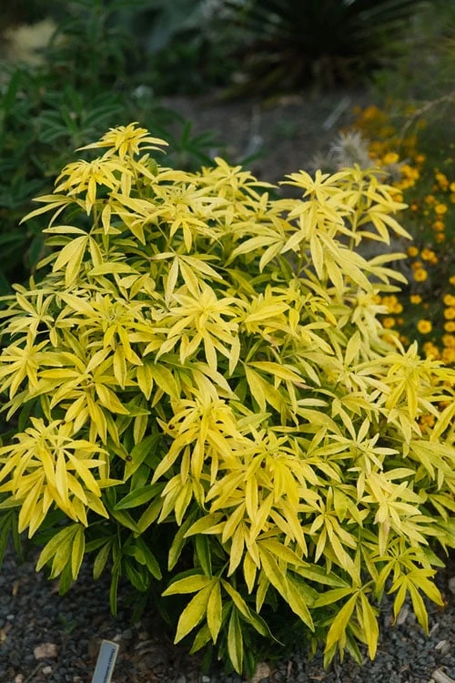 Goldfingers Mexican Orange Blossom (Choisya) - 1 Gallon Pot 5 Goldfingers Mexican Orange Blossom (Choisya) - 1 Gallon Pot - Image 5