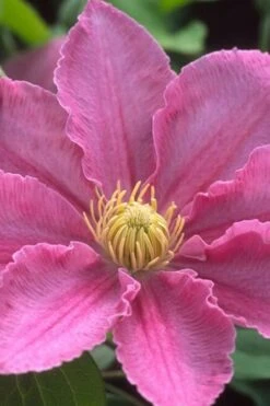 Abilene Clematis - 1 Gallon Pot -Flora Bloom Shop clematis abilene 500x750 1