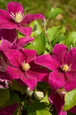 Acropolis Clematis - 1 Gallon Pot -Flora Bloom Shop clematis acropolis 5