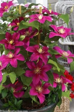 Acropolis Clematis - 1 Gallon Pot -Flora Bloom Shop clematis acropolis 7