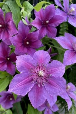Adam's Courage Clematis - 1 Gallon Pot 7 Adam's Courage Clematis - 1 Gallon Pot -Flora Bloom Shop clematis adams courage 2