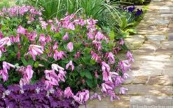 Alionushka Clematis - 1 Gallon Pot 9 Alionushka Clematis - 1 Gallon Pot -Flora Bloom Shop clematis alionushka 10