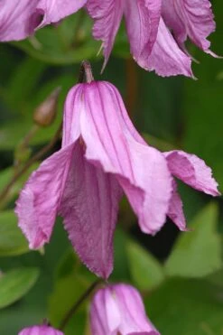 Alionushka Clematis - 1 Gallon Pot 10 Alionushka Clematis - 1 Gallon Pot -Flora Bloom Shop clematis alionushka 5