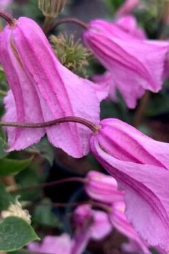 Alionushka Clematis - 1 Gallon Pot 11 Alionushka Clematis - 1 Gallon Pot -Flora Bloom Shop clematis alionushka 500x750 1