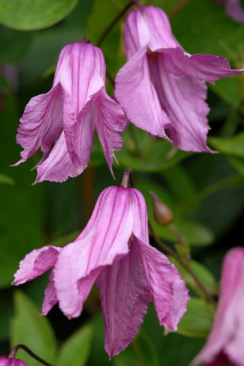 Alionushka Clematis - 1 Gallon Pot 1 Alionushka Clematis - 1 Gallon Pot