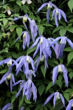 Blue Dancer Clematis - 1 Gallon Pot -Flora Bloom Shop clematis alpina blue dancer 3