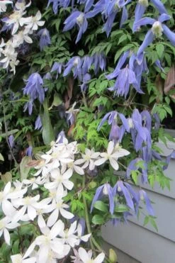 Blue Dancer Clematis - 1 Gallon Pot -Flora Bloom Shop clematis alpina blue dancer 5