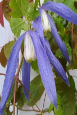 Blue Dancer Clematis - 1 Gallon Pot