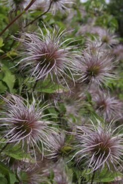 Blue Dancer Clematis - 1 Gallon Pot -Flora Bloom Shop clematis alpina blue dancer 8