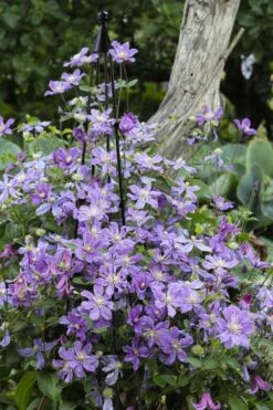 Arabella Clematis - 1 Gallon Pot -Flora Bloom Shop clematis arabella 10