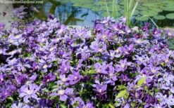 Arabella Clematis - 1 Gallon Pot -Flora Bloom Shop clematis arabella 12