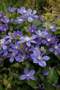 Arabella Clematis - 1 Gallon Pot -Flora Bloom Shop clematis arabella 3