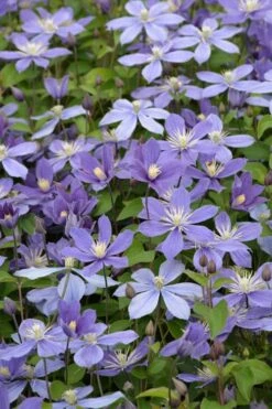Arabella Clematis - 1 Gallon Pot -Flora Bloom Shop clematis arabella 5