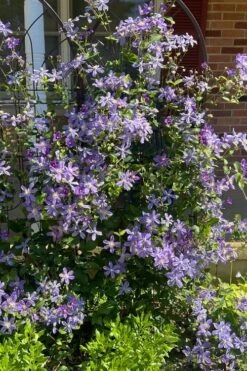 Arabella Clematis - 1 Gallon Pot -Flora Bloom Shop clematis arabella 6