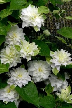 Arctic Queen Clematis - 1 Gallon Pot -Flora Bloom Shop clematis arctic queen 12