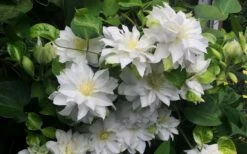 Arctic Queen Clematis - 1 Gallon Pot -Flora Bloom Shop clematis arctic queen 5